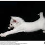 White Kitten Stretch