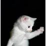 White Kitten Attack