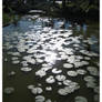 Backlight Lily Pads