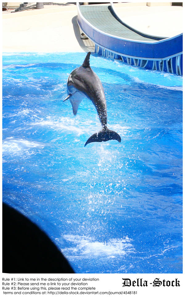 Sea World: Dolphin