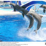 Sea World: Dolphin.3
