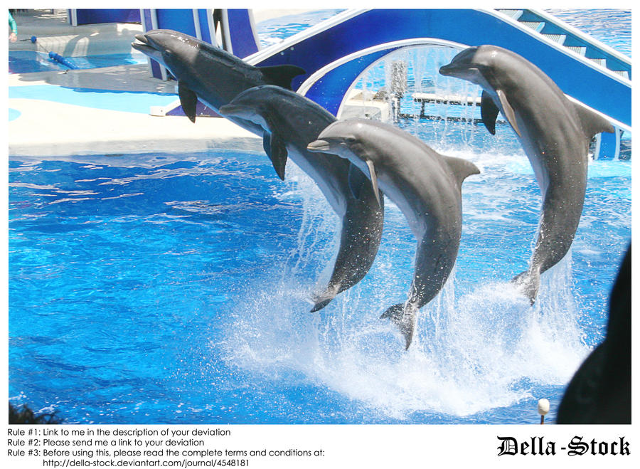 Sea World: Dolphin.3