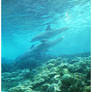 Sea World: Dolphin Cove.3