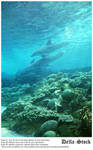 Sea World: Dolphin Cove.3