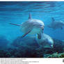 Sea World: Dolphin Cove.4