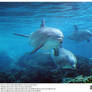 Sea World: Dolphin Cove.4