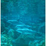 Sea World: Dolphin Cove.5