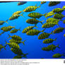 Sea World: Yellow Fish