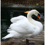 Standing Swan.2