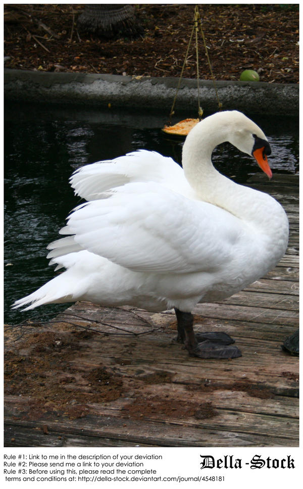 Standing Swan.2