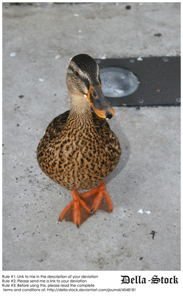 Duck.2