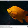 Orange Ghiribaldi Fish