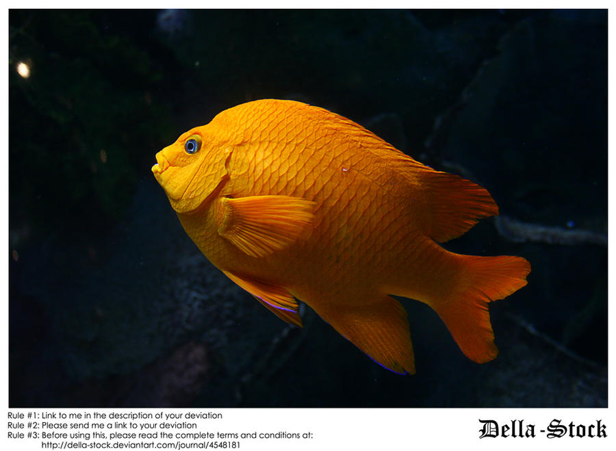 Orange Ghiribaldi Fish