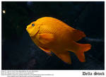 Orange Ghiribaldi Fish