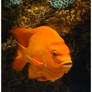 Orange Ghiribaldi Fish.4