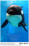 SW FL Orca.3 by Della-Stock