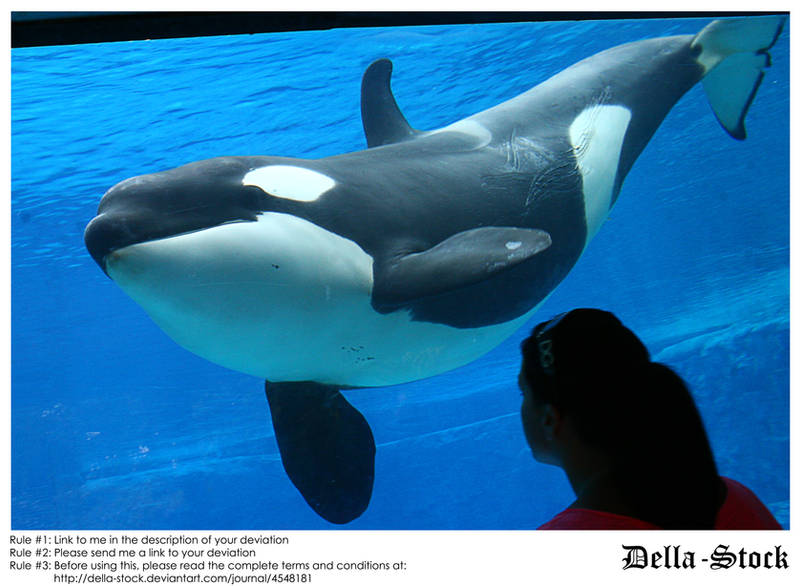 SW FL Orca.9 by Della-Stock