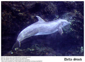 Underwater Dolphin