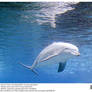 Dolphin Underwater