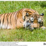 Tiger Laying Down