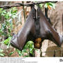 Fruit Bat Wings Back