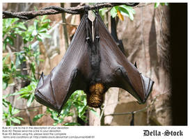 Fruit Bat Wings Back