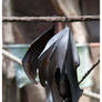 Fruit Bat Wings