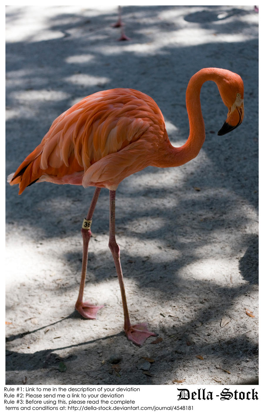 Flamingo BG