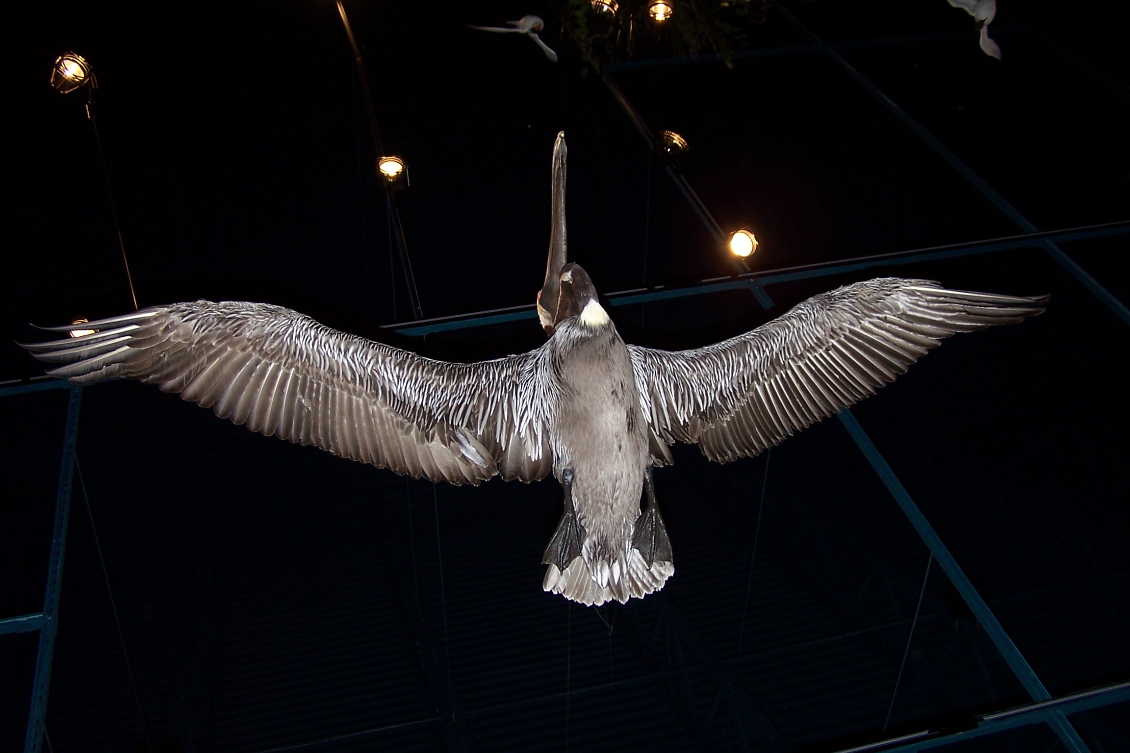 Wings- Stuffed Pelican