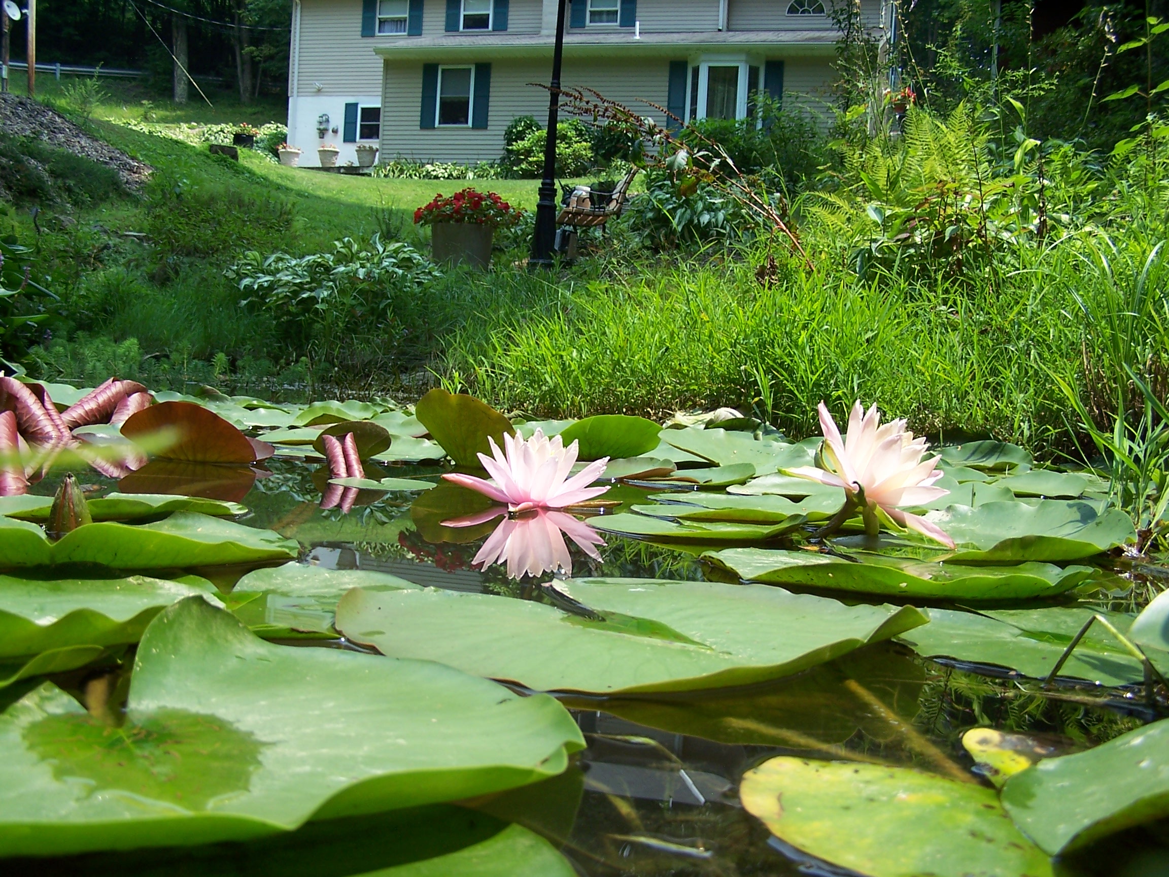 The Whole Pond