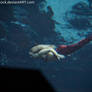 WeekieWachee Mermaid Swimming