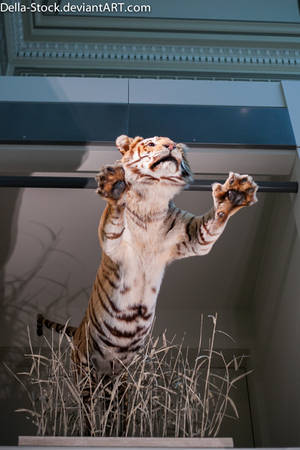 Tiger Jump by Della-Stock