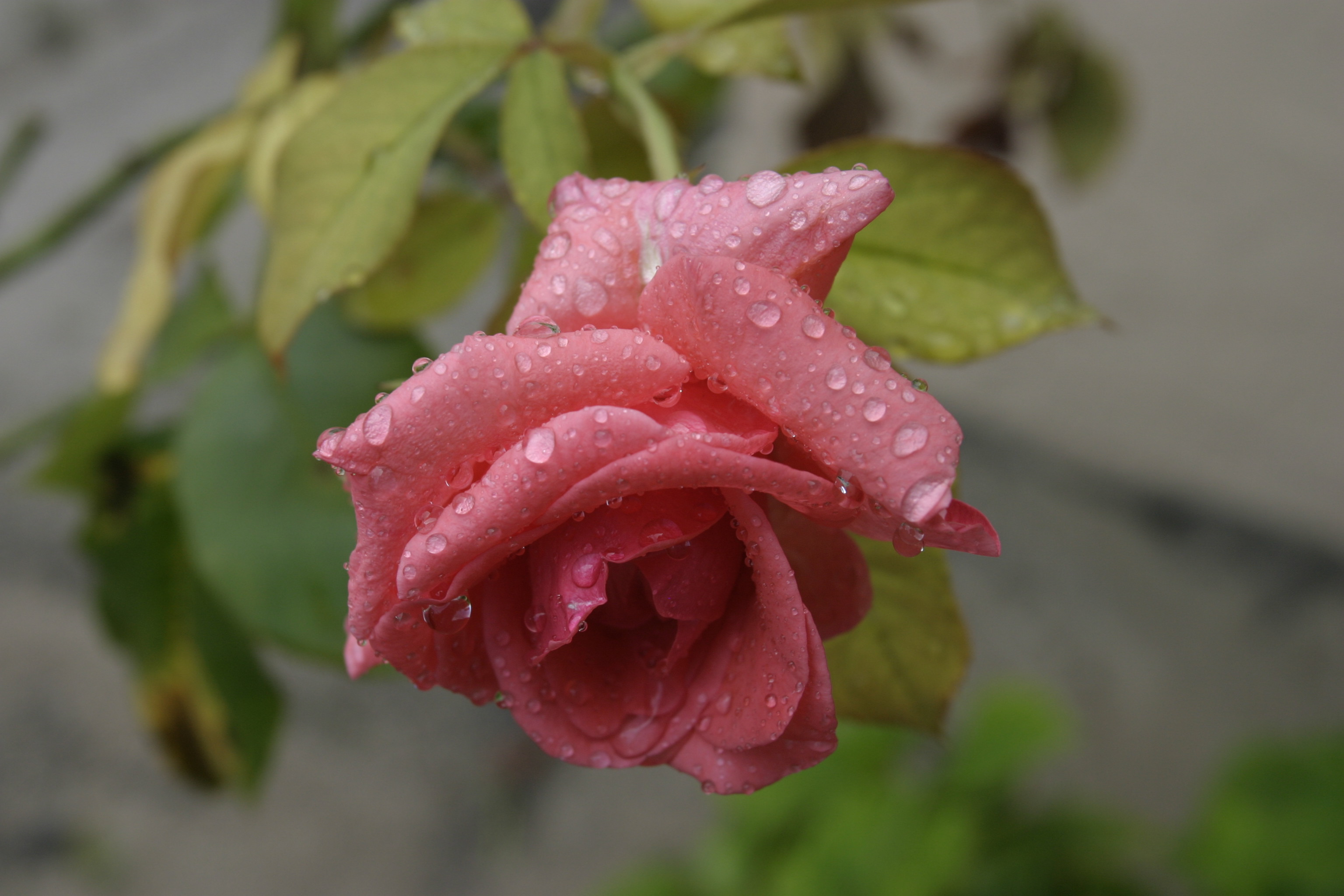 Pink Rose-Water Droplets