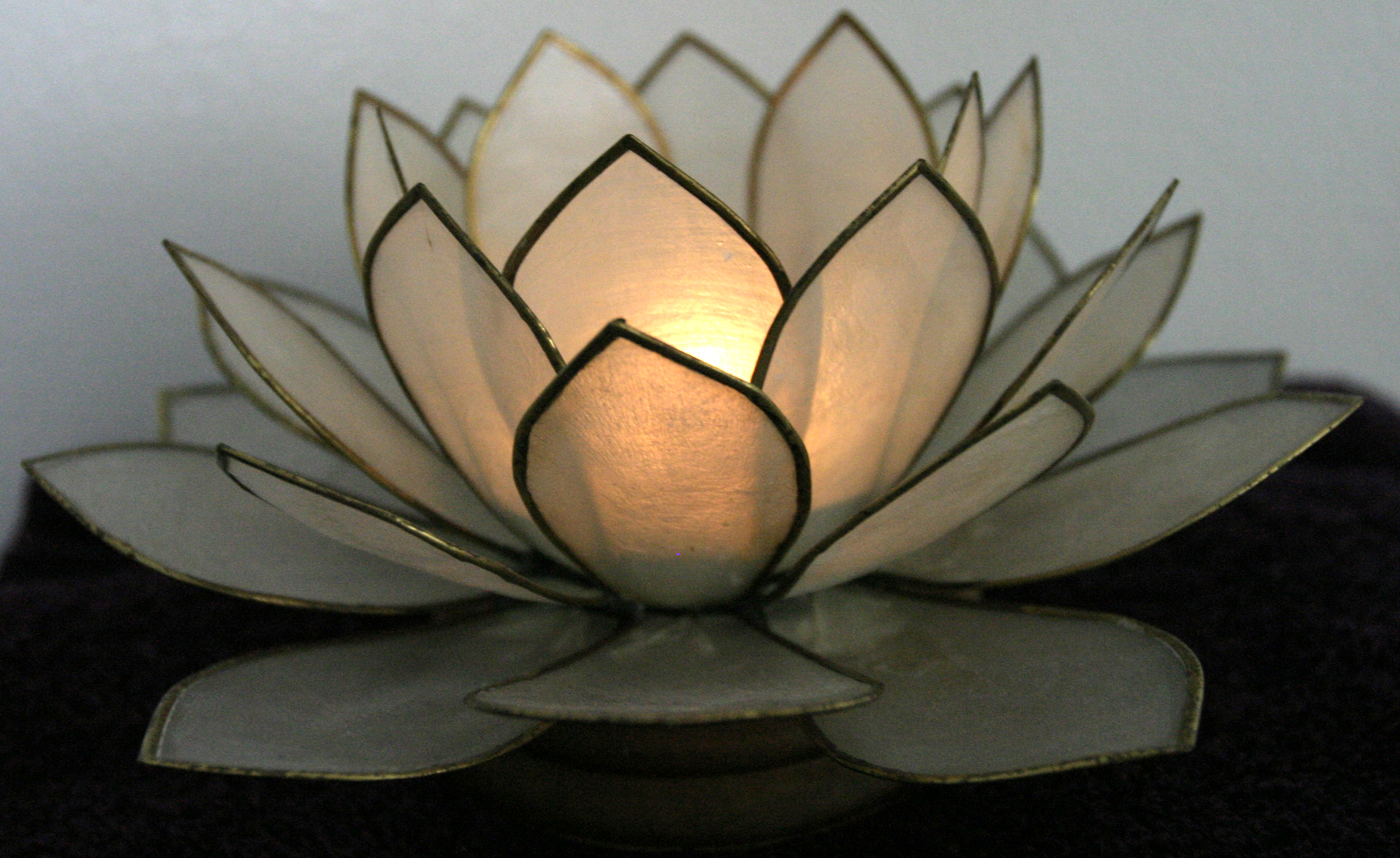 Shell Lotus