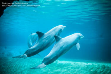 Underwater Dolphins