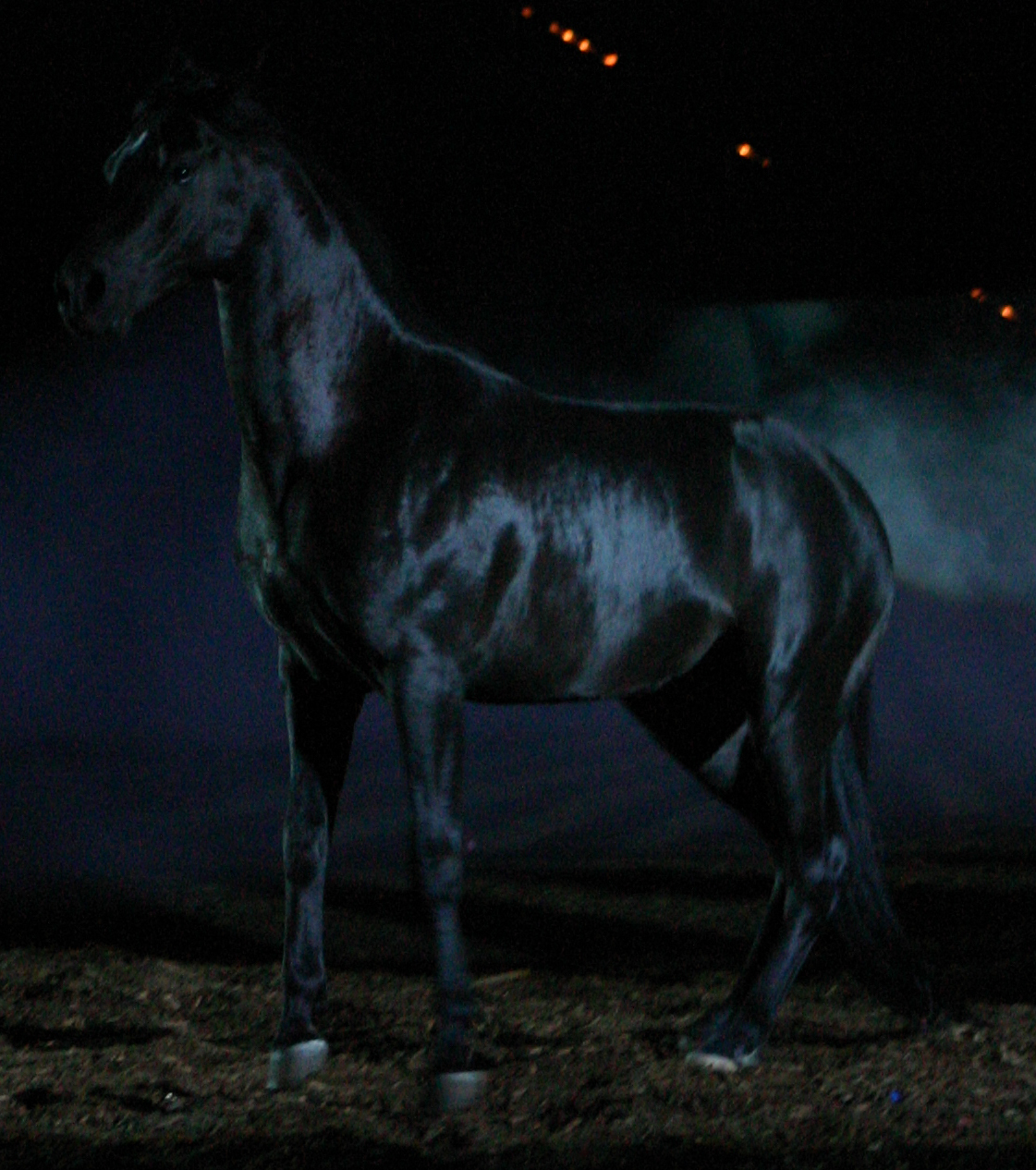 Black Stallion II