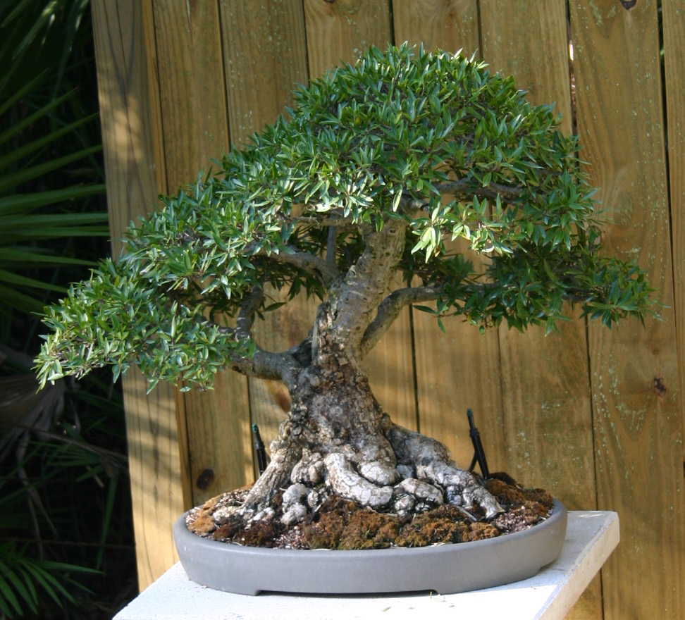 Bonsai- Willow Leaf