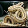 Yellow Rat Snake.1