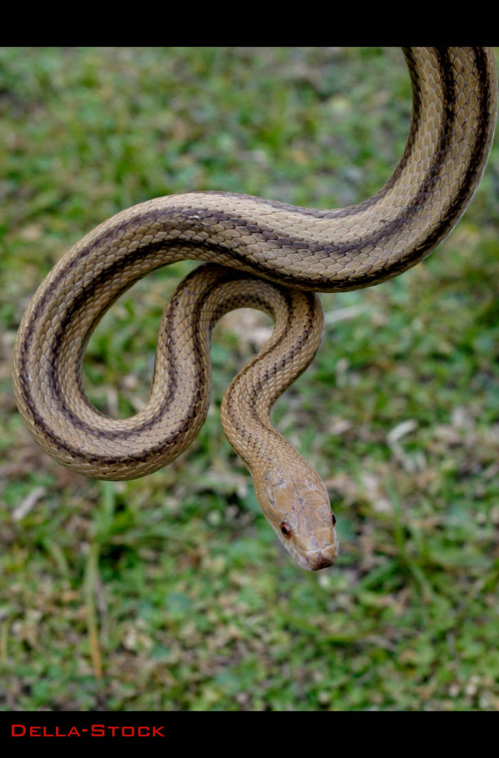 Yellow Rat Snake.3 by Della-Stock