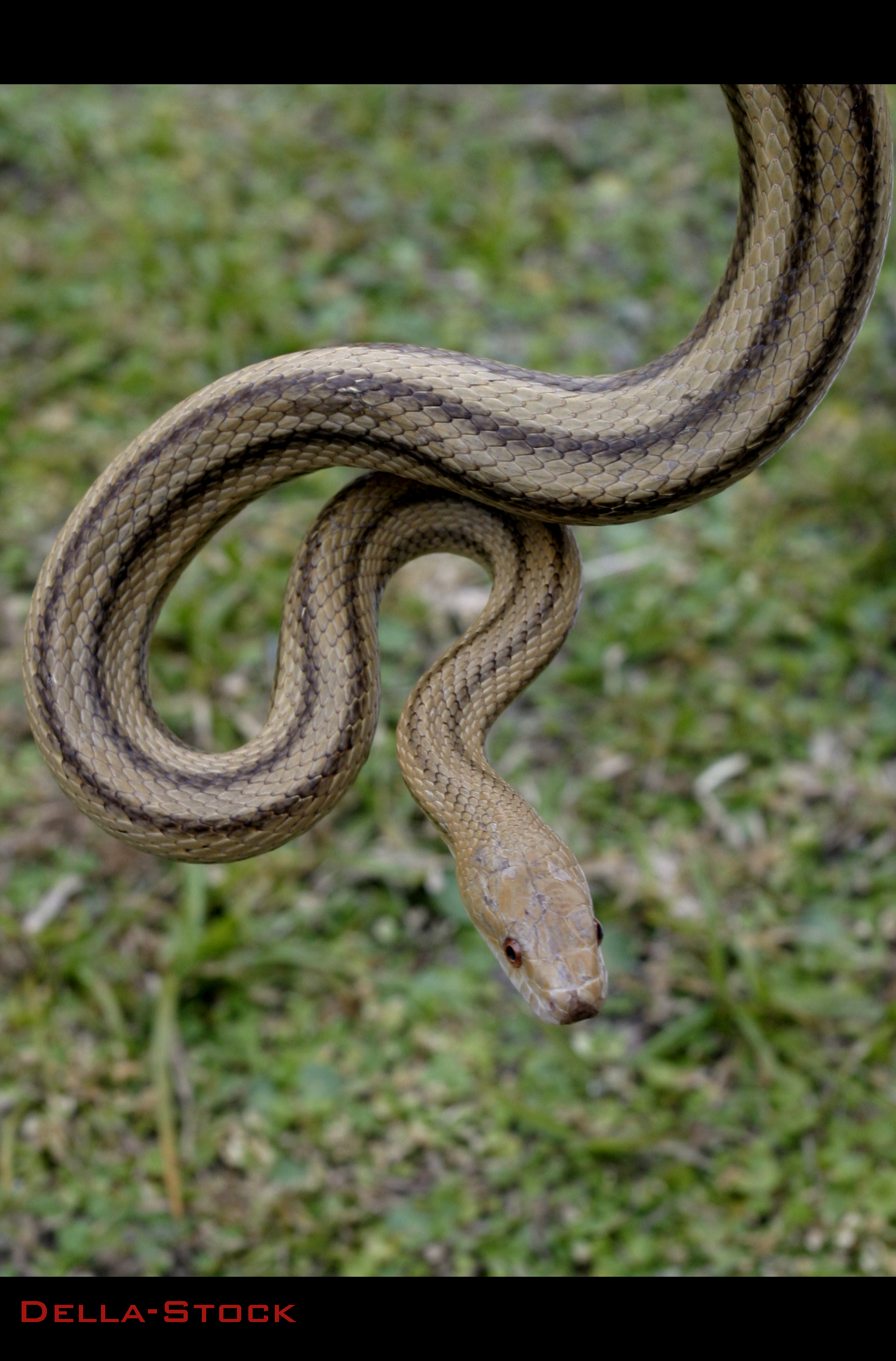 Yellow Rat Snake.3 by Della-Stock