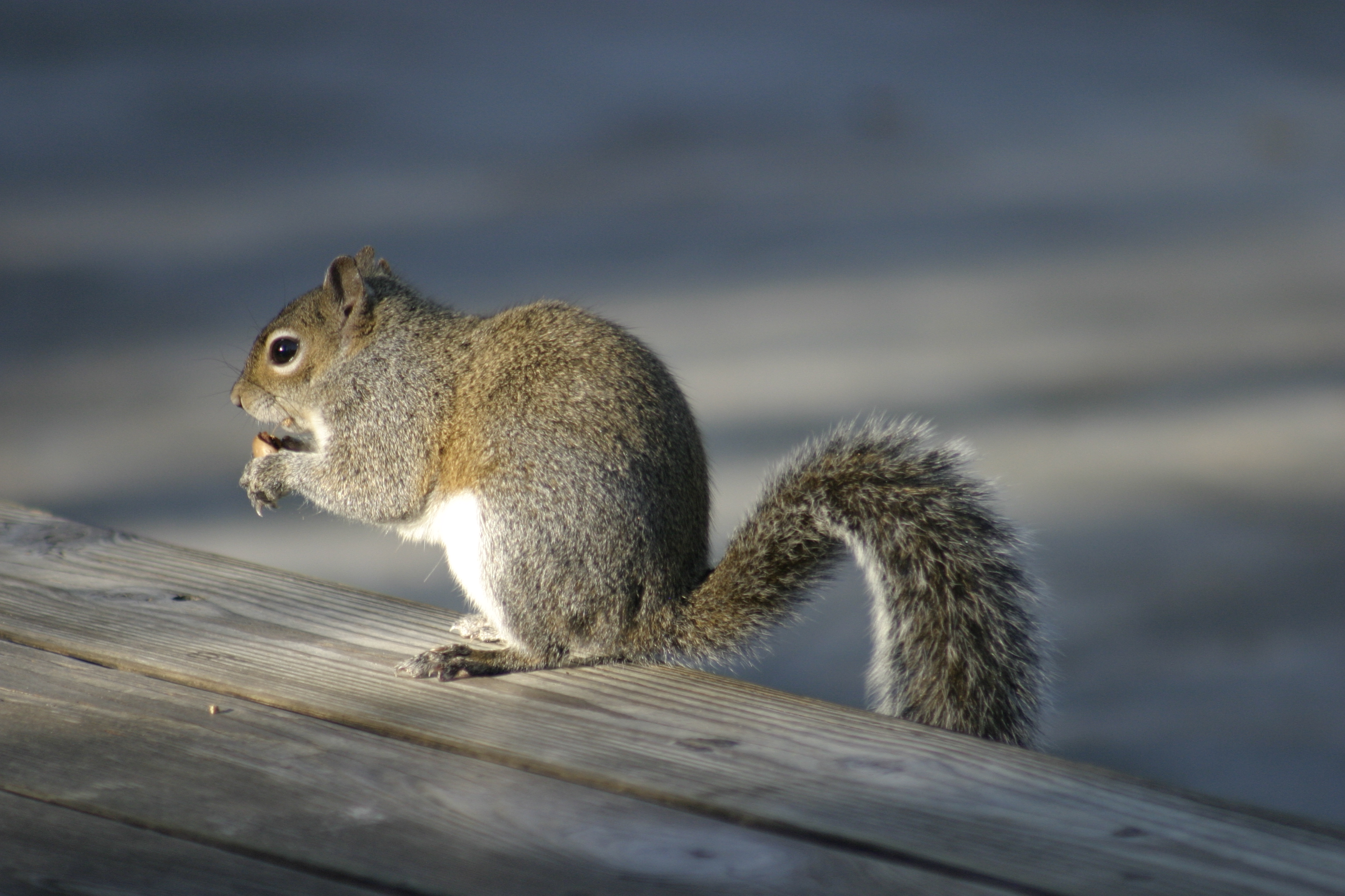 Squirrel Eating Nut