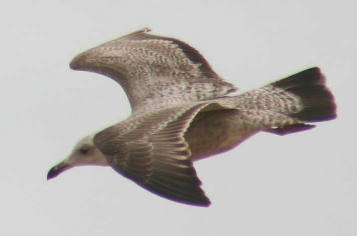 Canaveral Seagul 08