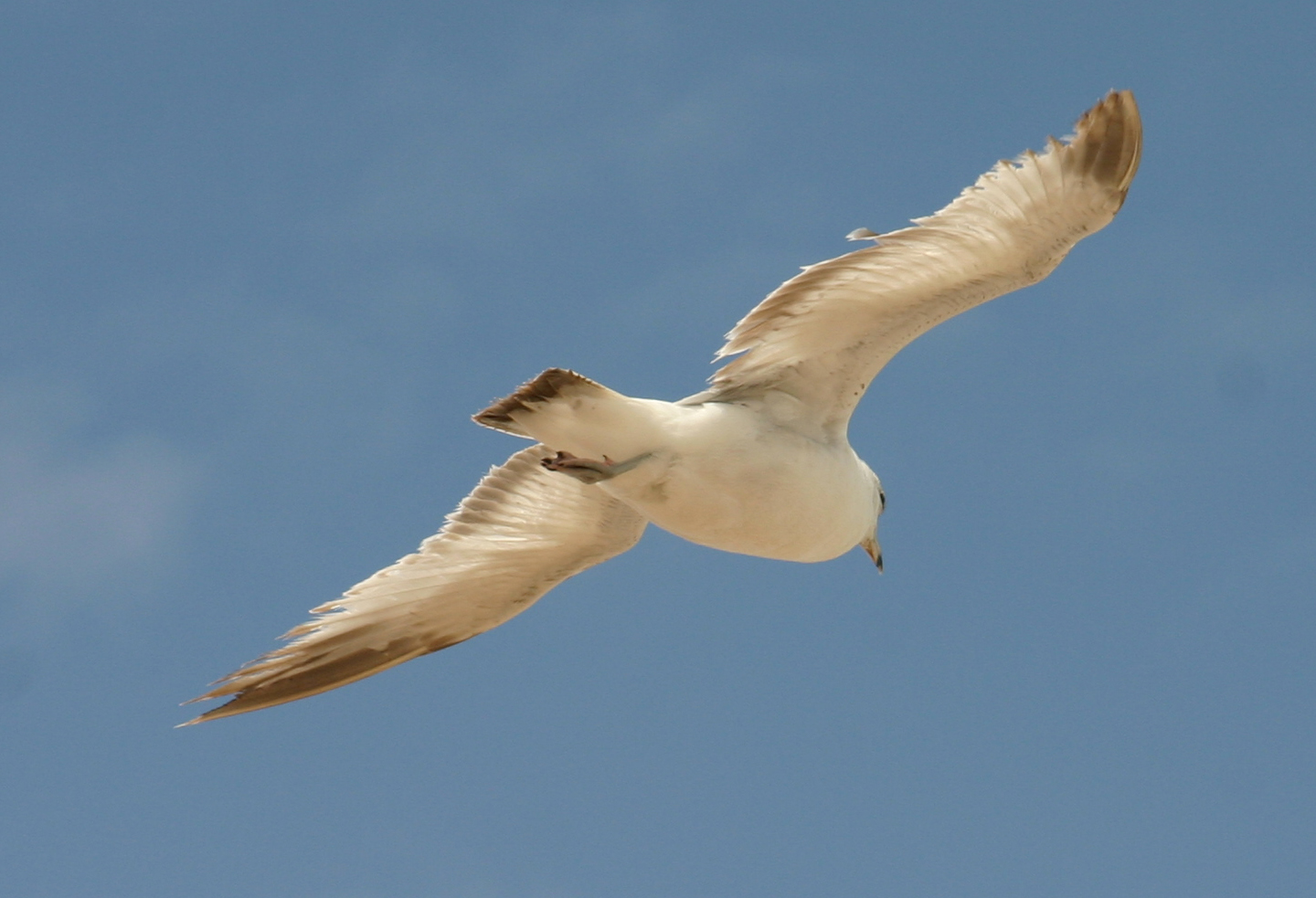 Canaveral Seagul 12