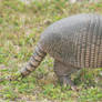 Armadillo