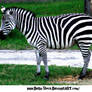 Zebra Zebra
