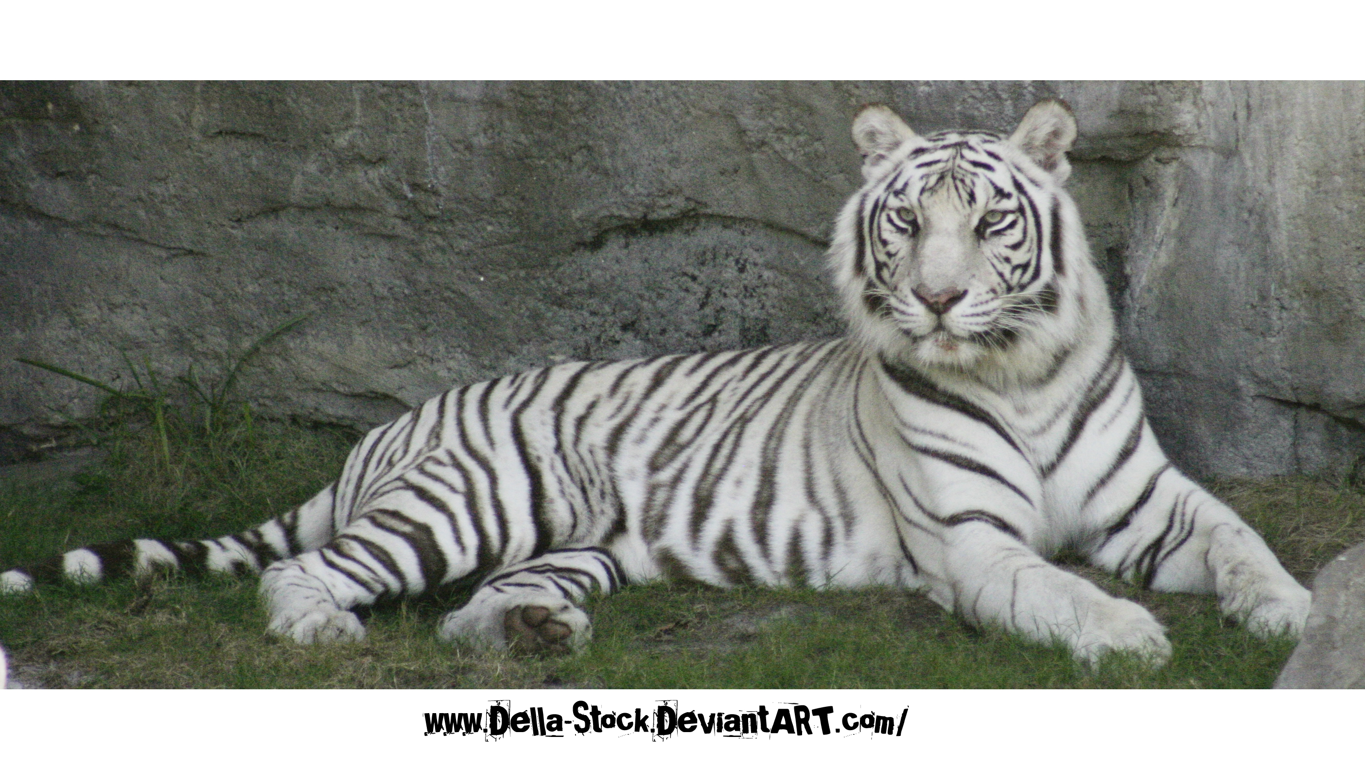 White Tiger Relaxing