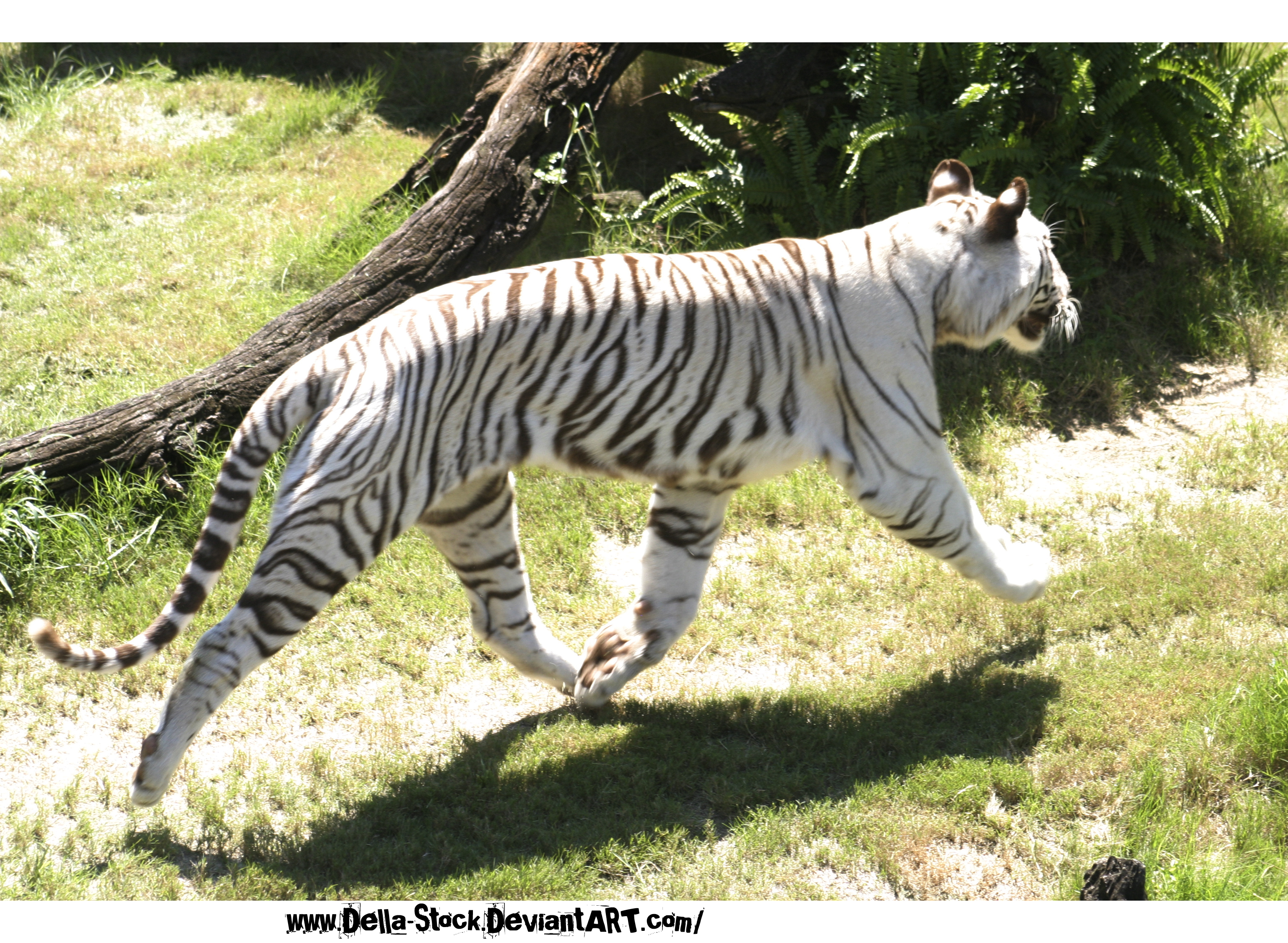 White Tiger Running