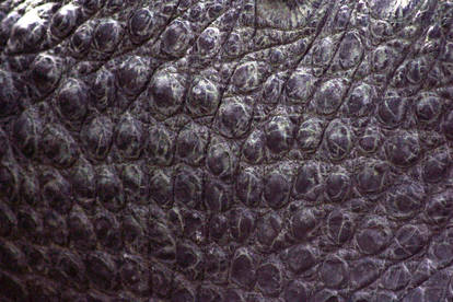 Gator Skin