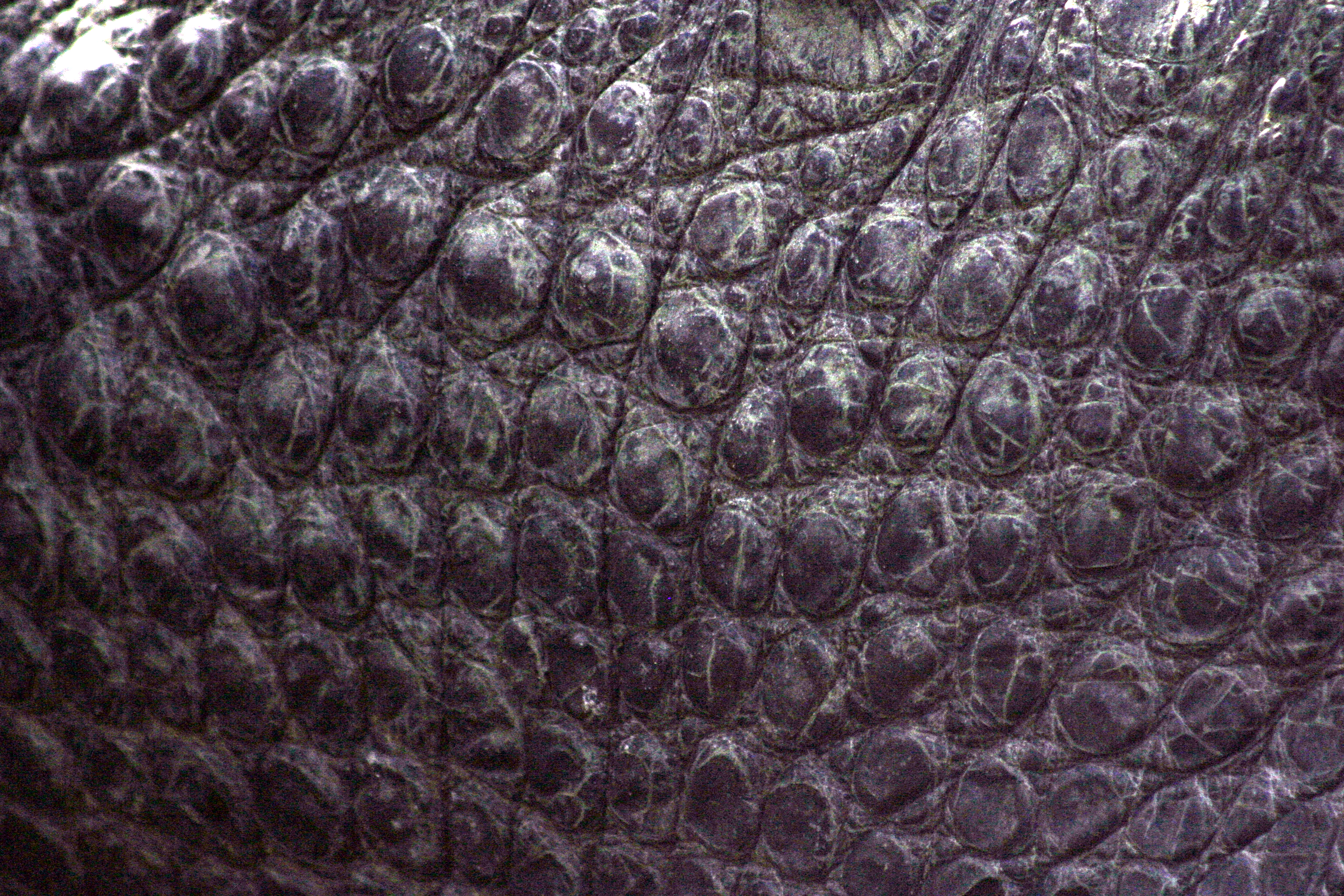Gator Skin by Della-Stock on DeviantArt