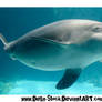 Dolphin Stock